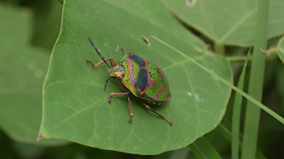 アカスジキンカメムシ