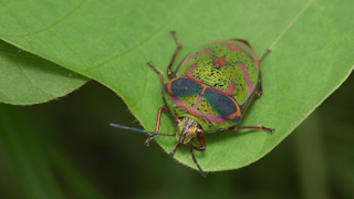 アカスジキンカメムシ