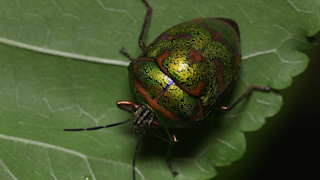 アカスジキンカメムシ