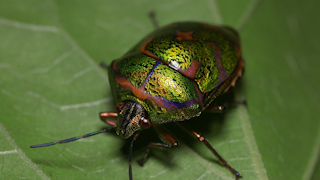 アカスジキンカメムシ