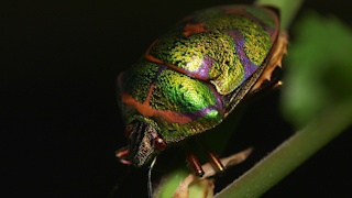 アカスジキンカメムシ