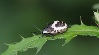 アカスジキンカメムシの幼虫