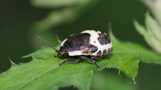 アカスジキンカメムシの幼虫