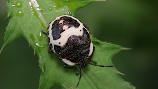 アカスジキンカメムシの幼虫