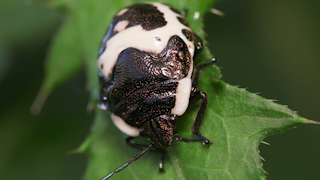 アカスジキンカメムシの幼虫