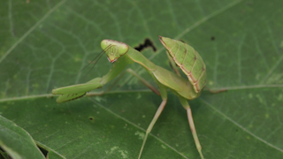 ハラビロカマキリ