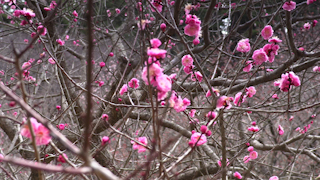 梅の花