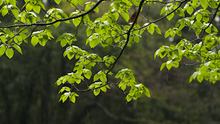 雨の中の新緑