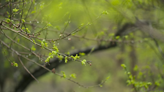 雨の中の新緑