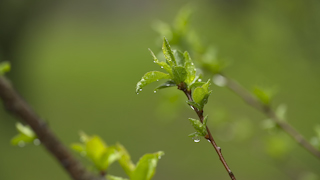 雨の中の新緑