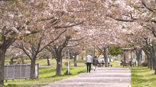 風に舞う桜の花びら