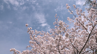 風に舞う桜の花びら