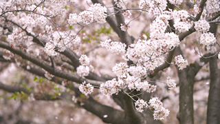 風に舞う桜の花びら