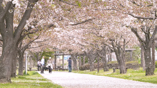 風に舞う桜の花びら