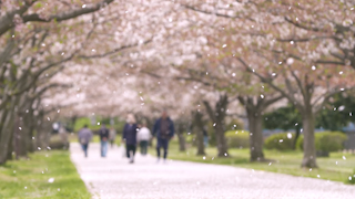 風に舞う桜の花びら