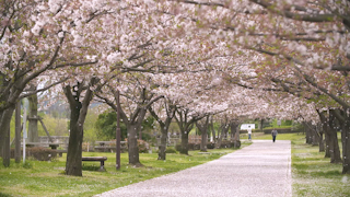 風に舞う桜の花びら