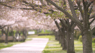 風に舞う桜の花びら