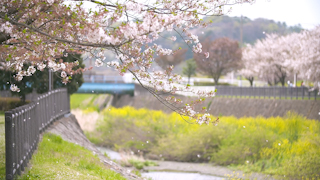 風に舞う桜の花びら