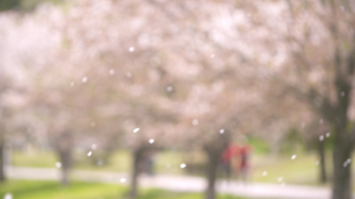 風に舞う桜の花びら