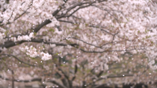 風に舞う桜の花びら