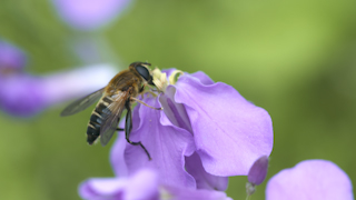 花粉を食べるアシブトハナアブ