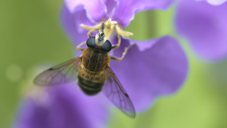 花粉を食べるアシブトハナアブ