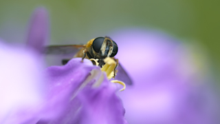 花粉を食べるアシブトハナアブ