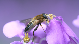 花粉を食べるアシブトハナアブ