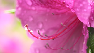 ツツジの花と水滴