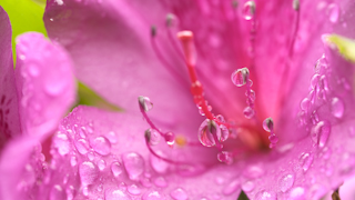 ツツジの花と水滴