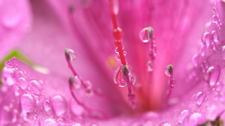 ツツジの花と水滴