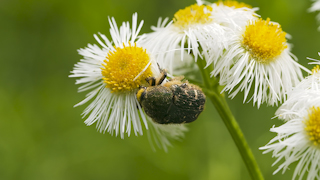 ハルジオンの花粉を食べるコアオハナムグリ
