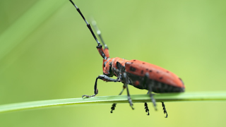 ホシベニカミキリ