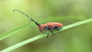 ホシベニカミキリ