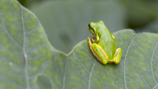 ニホンアマガエル