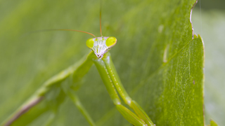 オオカマキリ