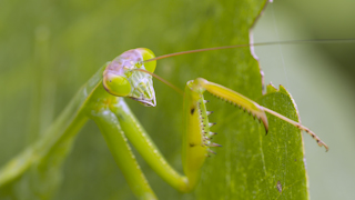 オオカマキリ