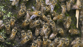 ニホンミツバチの威嚇行動