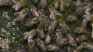 ニホンミツバチの威嚇行動