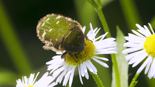 ハルジオンの花粉を食べるコアオハナムグリ