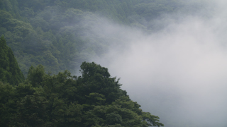 早朝の山の霧