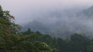 早朝の山の霧