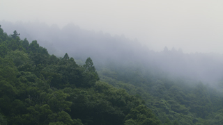 早朝の山の霧