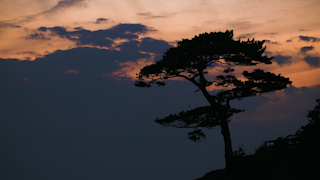 夕暮れの松の木