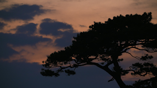 夕暮れの松の木