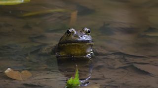 ウシガエル