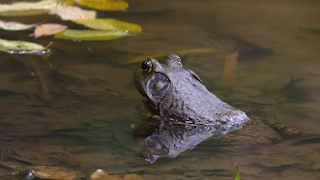 ウシガエル