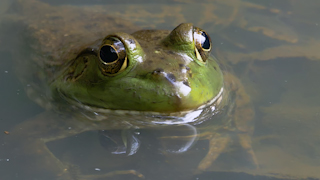 ウシガエル