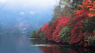 日本/長野/白駒池