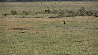 ケニア/マサイマラ国立保護区/ライオン・オグロヌー